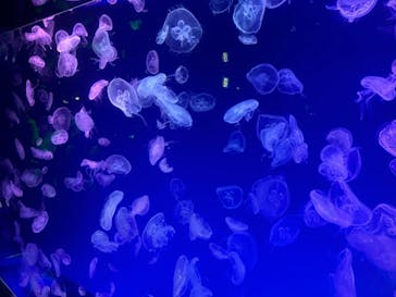 名古屋港水族館に投稿された画像（2024/4/29）