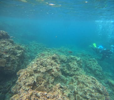 沖縄マリンサービス碧に投稿された画像（2024/4/29）