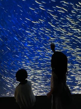 大分マリーンパレス水族館 「うみたまご」に投稿された画像（2024/4/29）