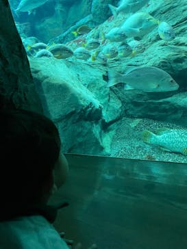 大分マリーンパレス水族館 「うみたまご」に投稿された画像（2024/4/29）