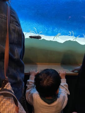 大分マリーンパレス水族館 「うみたまご」に投稿された画像（2024/4/29）