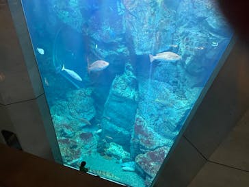 大分マリーンパレス水族館 「うみたまご」に投稿された画像（2024/4/29）