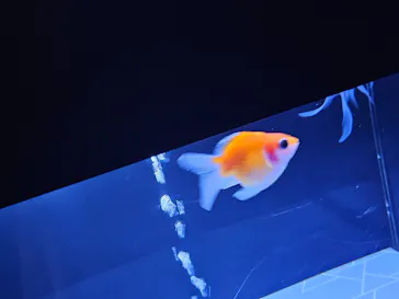 すみだ水族館に投稿された画像（2024/4/29）