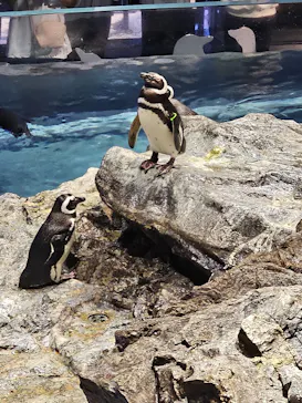 すみだ水族館に投稿された画像（2024/4/29）