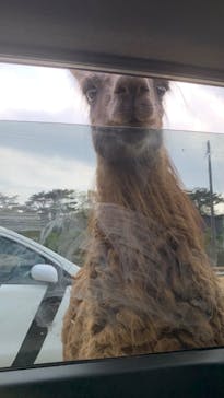 東北サファリパークに投稿された画像（2024/4/29）