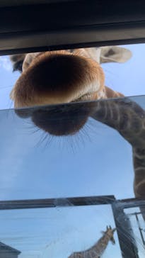 東北サファリパークに投稿された画像（2024/4/29）