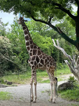 天王寺動物園に投稿された画像（2024/4/29）