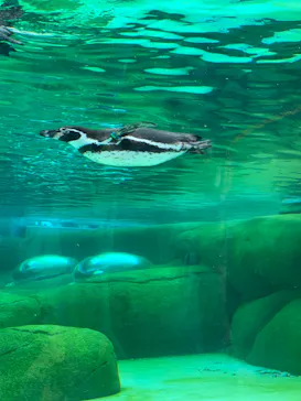 天王寺動物園に投稿された画像（2024/4/29）
