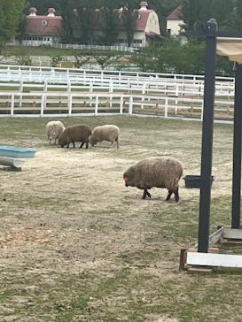 滋賀農業公園ブルーメの丘に投稿された画像（2024/4/29）