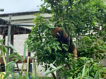 天王寺動物園に投稿された画像（2024/4/29）