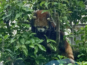 天王寺動物園に投稿された画像（2024/4/29）