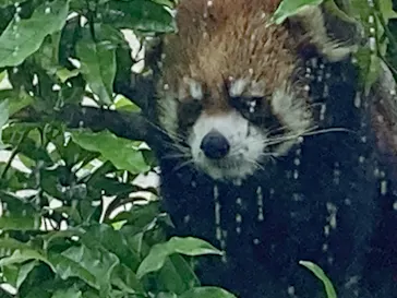天王寺動物園に投稿された画像（2024/4/29）