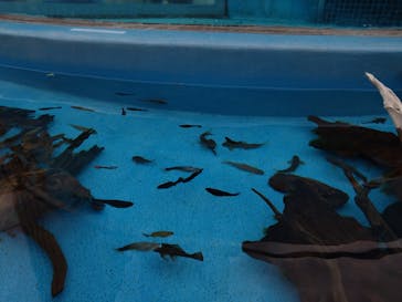 サンシャイン水族館に投稿された画像（2024/4/29）