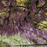 浜名湖花博2024に投稿された画像（2024/4/29）