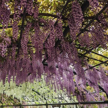 浜名湖花博2024に投稿された画像（2024/4/29）