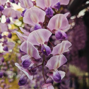 浜名湖花博2024に投稿された画像（2024/4/29）