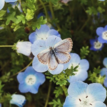 浜名湖花博2024に投稿された画像（2024/4/29）