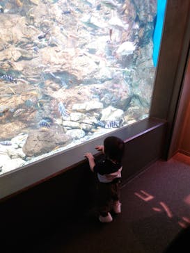 世界淡水魚園水族館　アクア・トトぎふに投稿された画像（2024/4/29）