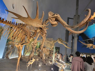 福井県立恐竜博物館に投稿された画像（2024/4/29）