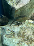 サンシャイン水族館に投稿された画像（2024/4/29）