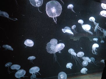 AOAO SAPPOROに投稿された画像（2024/4/29）