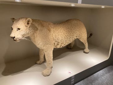 特別展「大哺乳類展３－わけてつなげて大行進」に投稿された画像（2024/4/29）