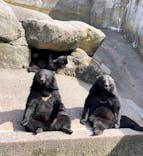 奥飛騨クマ牧場に投稿された画像（2024/4/29）