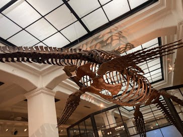 国立科学博物館に投稿された画像（2024/4/29）