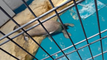 大分マリーンパレス水族館 「うみたまご」に投稿された画像（2024/4/29）