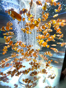 鴨川シーワールドに投稿された画像（2024/4/29）