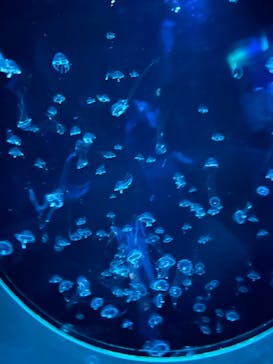 アクアワールド茨城県大洗水族館に投稿された画像（2024/4/29）