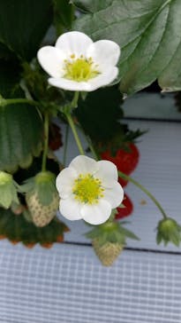 twins farm 真岡いちご園に投稿された画像（2024/4/29）