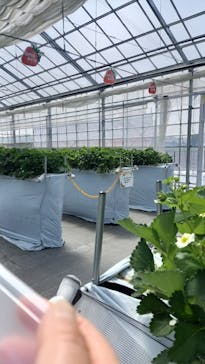 twins farm 真岡いちご園に投稿された画像（2024/4/29）