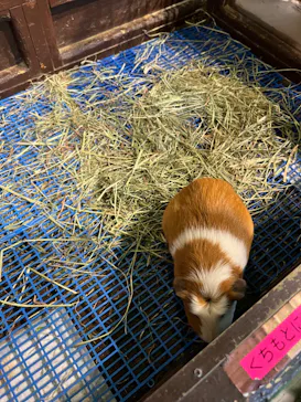 ひらかたパークに投稿された画像（2024/4/29）