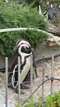 サンシャイン水族館に投稿された画像（2024/4/29）