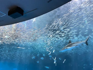 名古屋港水族館に投稿された画像（2024/4/29）