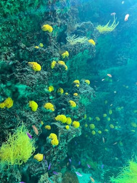 環境水族館アクアマリンふくしまに投稿された画像（2024/4/29）