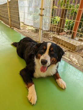 つくばわんわんランドに投稿された画像（2024/4/29）