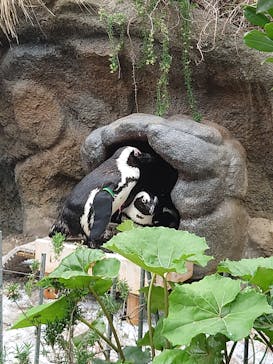 サンシャイン水族館に投稿された画像（2024/4/29）