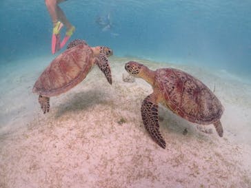 宮古島マリンショップSmileyに投稿された画像（2024/4/29）