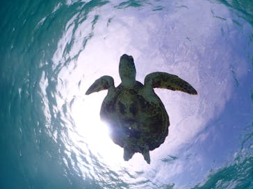 宮古島マリンショップSmileyに投稿された画像（2024/4/29）