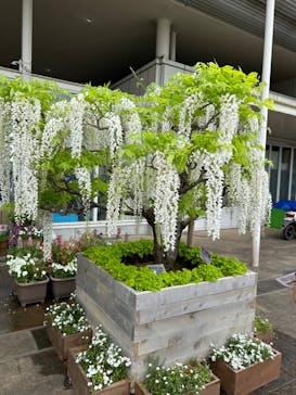 浜名湖花博2024に投稿された画像（2024/4/29）