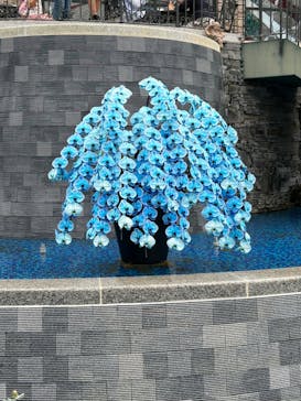 浜名湖花博2024に投稿された画像（2024/4/29）