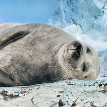 鴨川シーワールドに投稿された画像（2024/4/29）