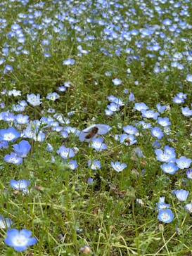 ぎふワールド・ローズガーデンに投稿された画像（2024/4/29）