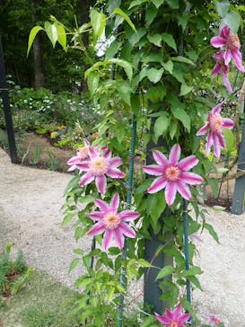 浜名湖花博2024に投稿された画像（2024/4/29）