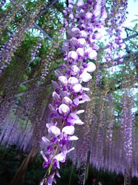 浜名湖花博2024に投稿された画像（2024/4/29）