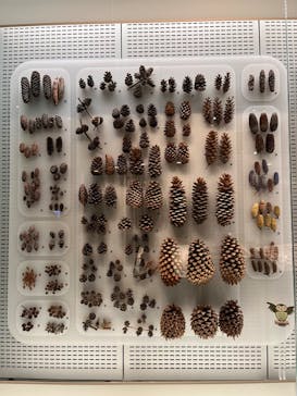 国立科学博物館に投稿された画像（2024/4/29）