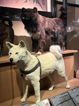 国立科学博物館に投稿された画像（2024/4/29）