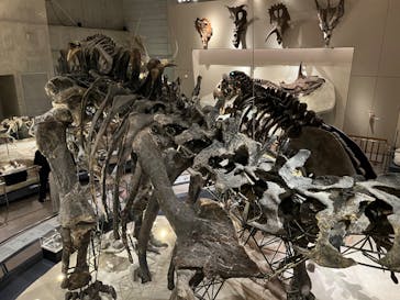 国立科学博物館に投稿された画像（2024/4/29）